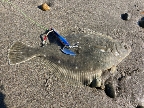 カレイの釣果