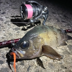 クロメバルの釣果