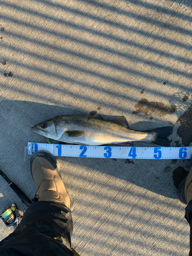 シーバスの釣果