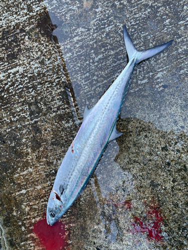 サゴシの釣果