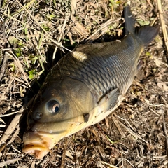 コイの釣果