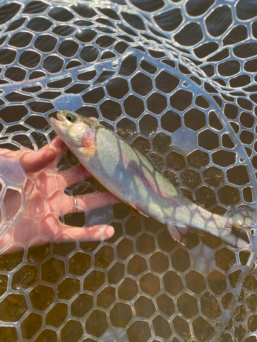 ニジマスの釣果