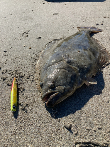 ヒラメの釣果