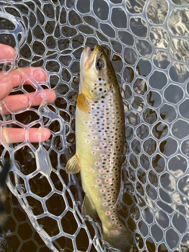 ブラウントラウトの釣果