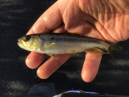 カワムツの釣果