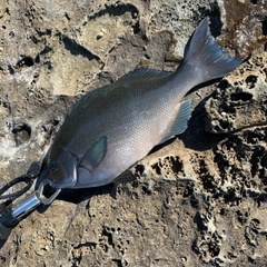 オナガグレの釣果