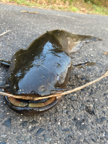 ナマズの釣果