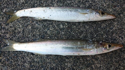 カマスの釣果