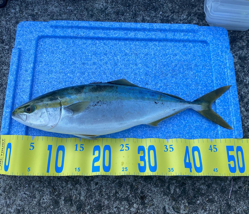 ハマチの釣果