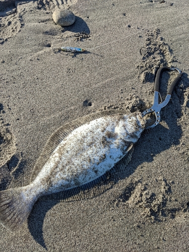 ソゲの釣果