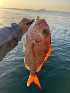 タイの釣果