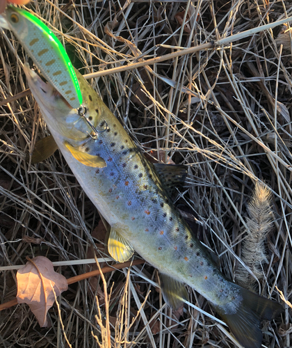 ブラウントラウトの釣果