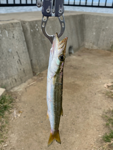 カマスの釣果