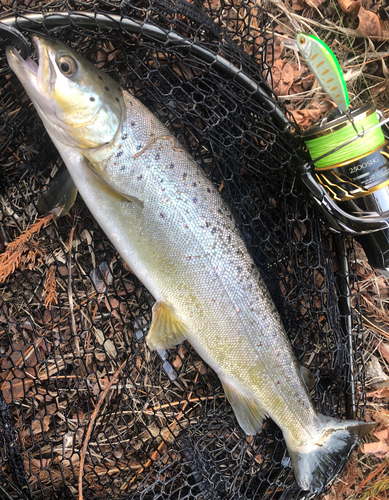 ブラウントラウトの釣果