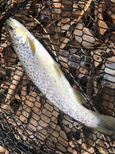 ブラウントラウトの釣果