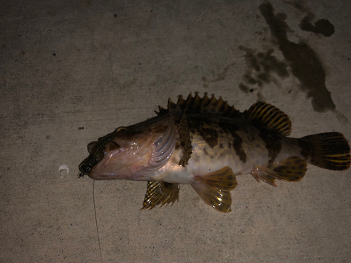 ベッコウゾイの釣果