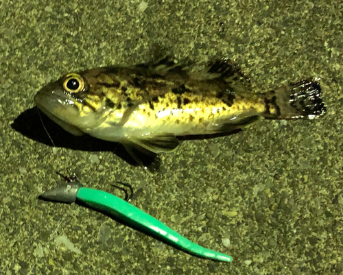 クロソイの釣果