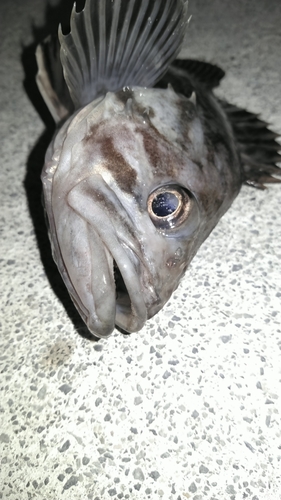 クロソイの釣果