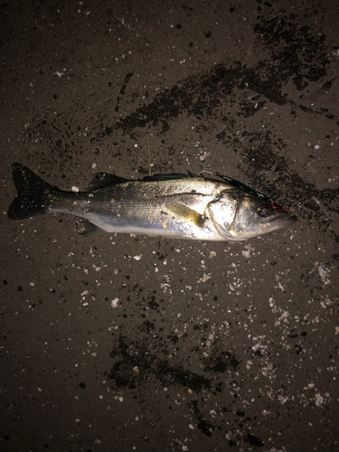 ヒラスズキの釣果