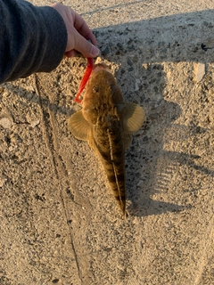 マゴチの釣果