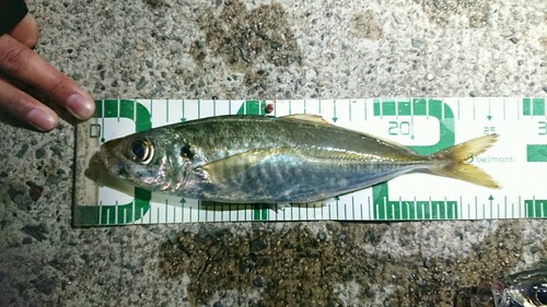 マアジの釣果