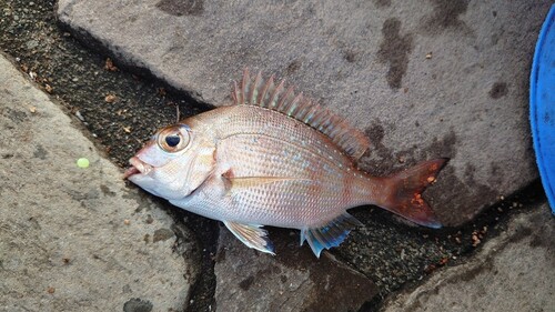 マダイの釣果