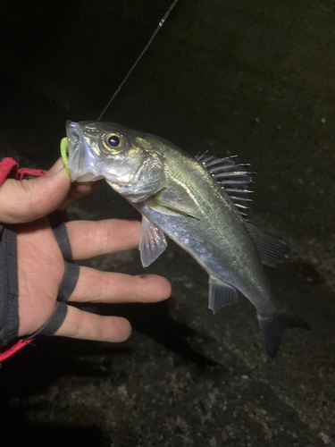 セイゴ（マルスズキ）の釣果