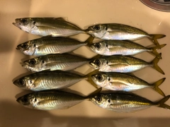 アジの釣果