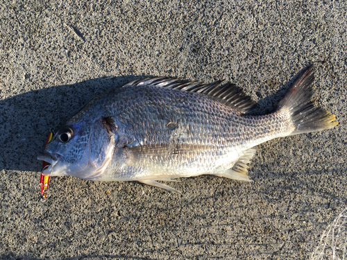 キビレの釣果