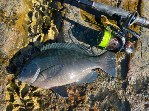 メジナの釣果