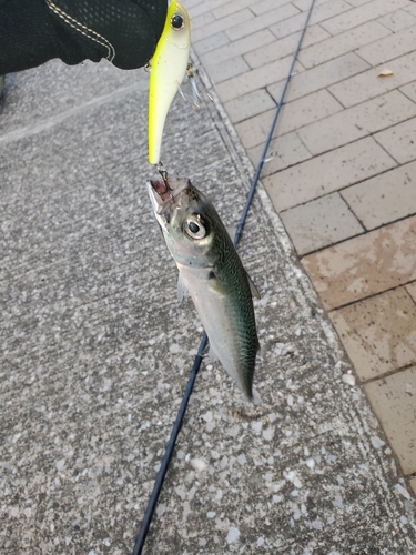 サバの釣果