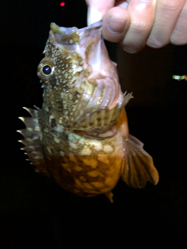 カサゴの釣果