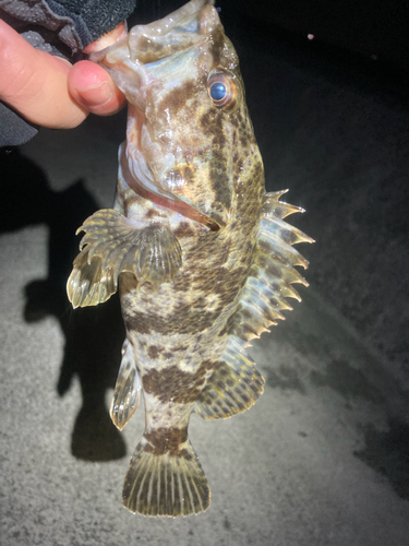 タケノコメバルの釣果