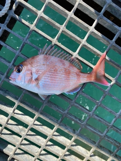 チャリコの釣果