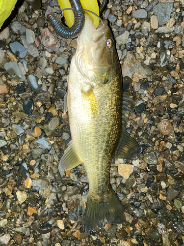 ラージマウスバスの釣果