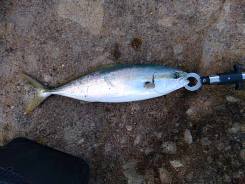 イナダの釣果