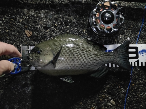 メジナの釣果