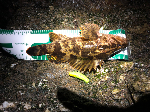 タケノコメバルの釣果