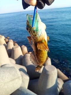 アナハゼの釣果