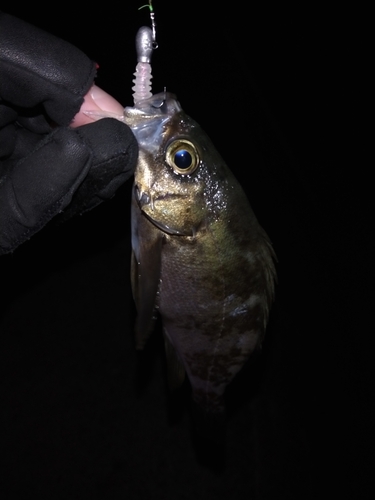 シロメバルの釣果