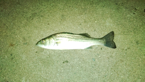 セイゴ（マルスズキ）の釣果