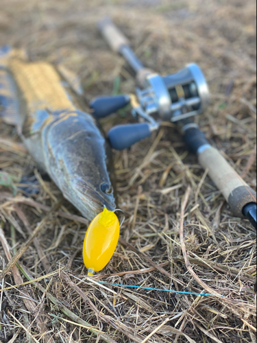 ライギョの釣果