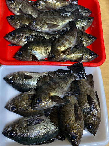 メバルの釣果