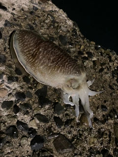 コウイカの釣果