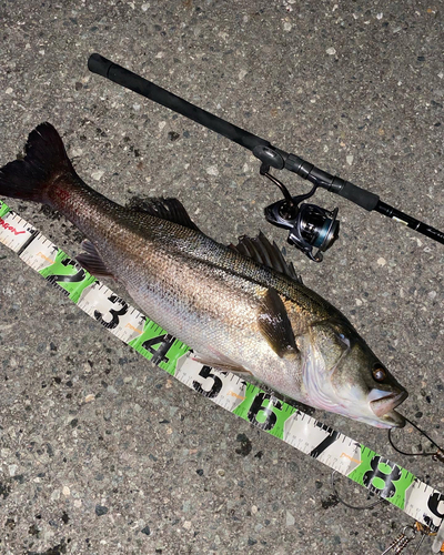 シーバスの釣果