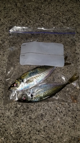 アジの釣果