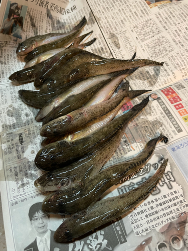 ハゼの釣果