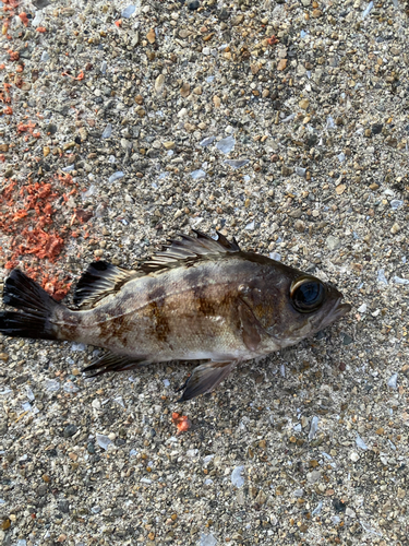 メバルの釣果