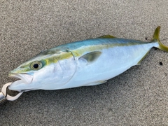 イナダの釣果