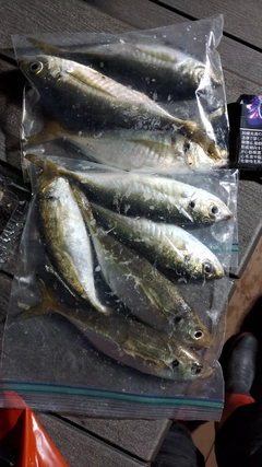 アジの釣果